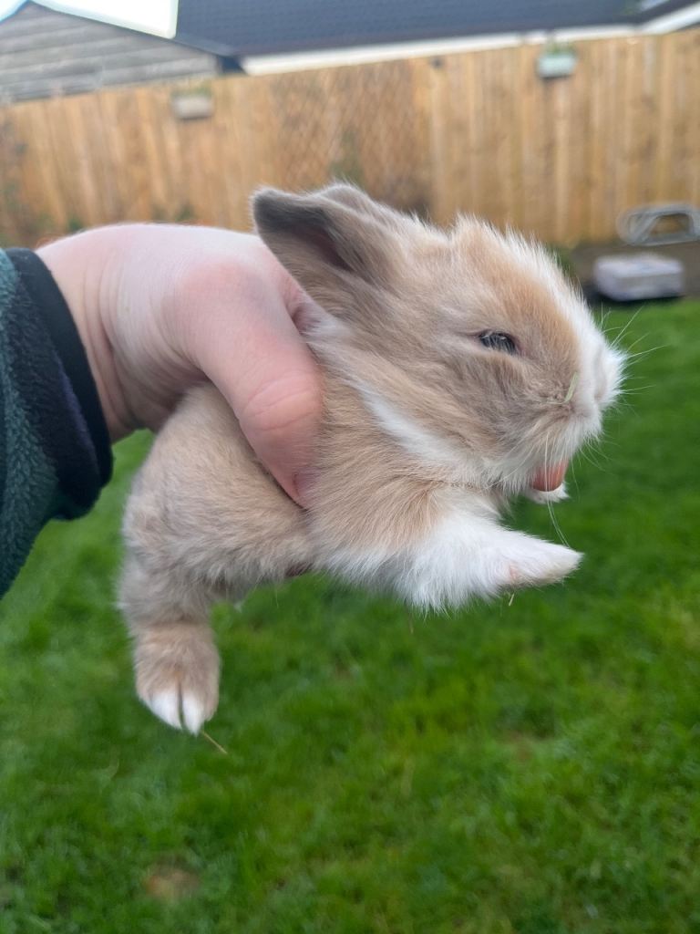 Lionhead Rabbits 