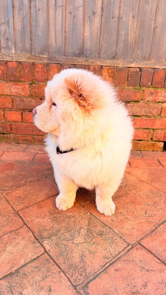 Chow chow puppy 