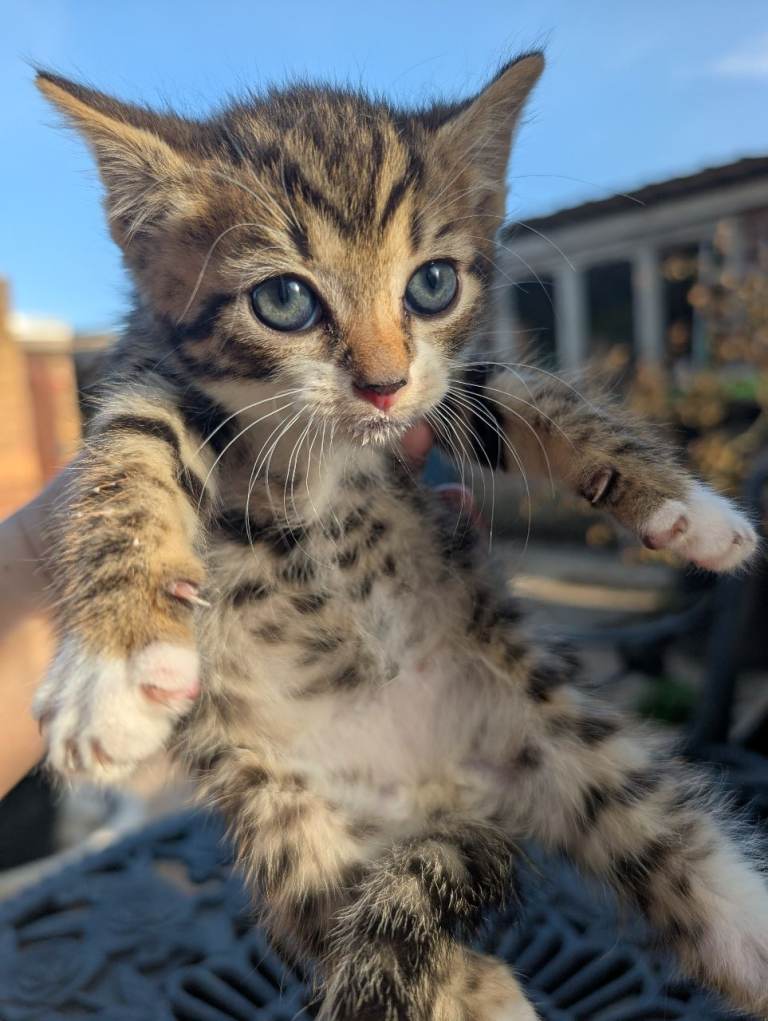 Farm cats 