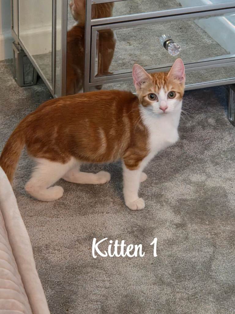 We have a beautiful litter of 4 ginger kittens, looking for their forever homes