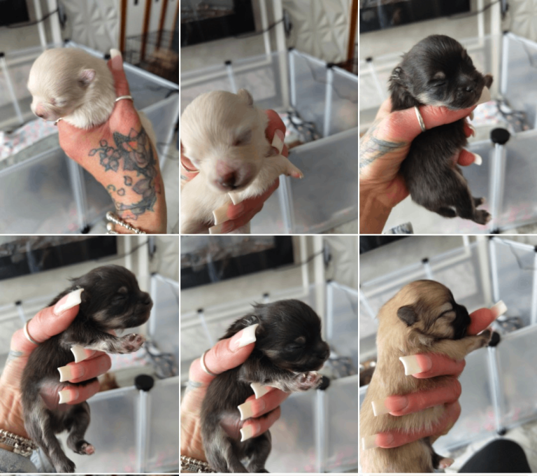 Xxs Pomeranian puppys kc registered 