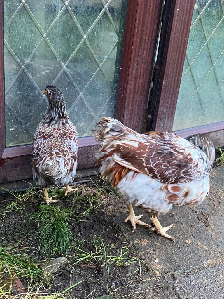 Beautiful pair of Blue lace wayndote chicken , read full add please