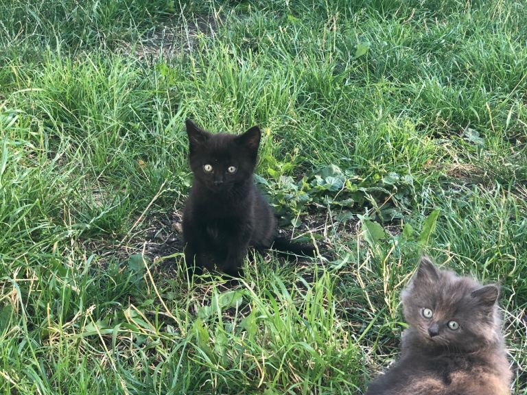  One black short haired  kitten male 