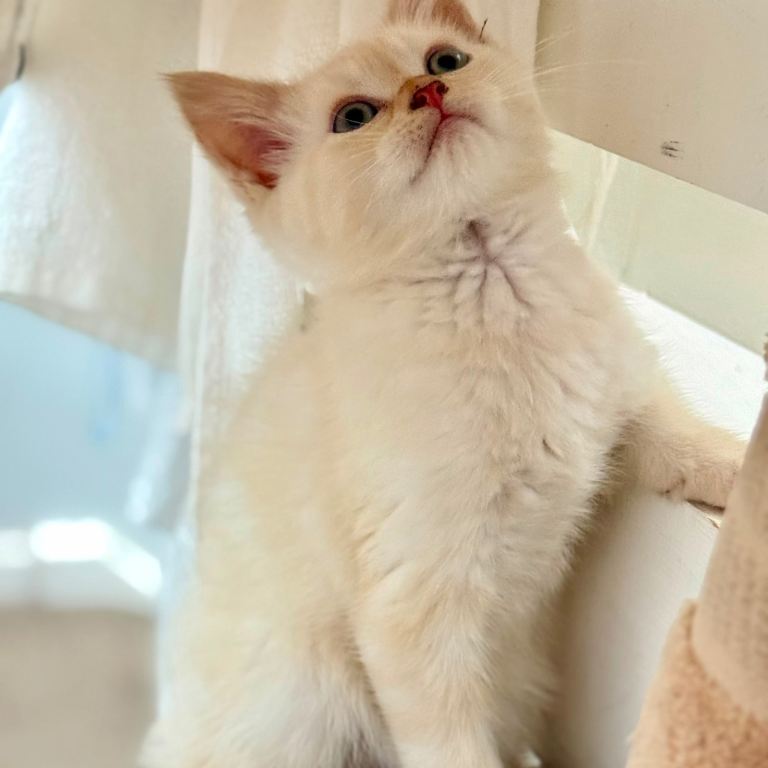🎯LAST ONE LEFT! British Short Hair & Persian mixed adorable Kitten.