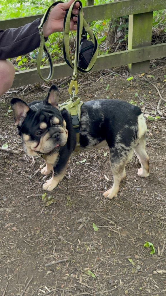 French bull dog 