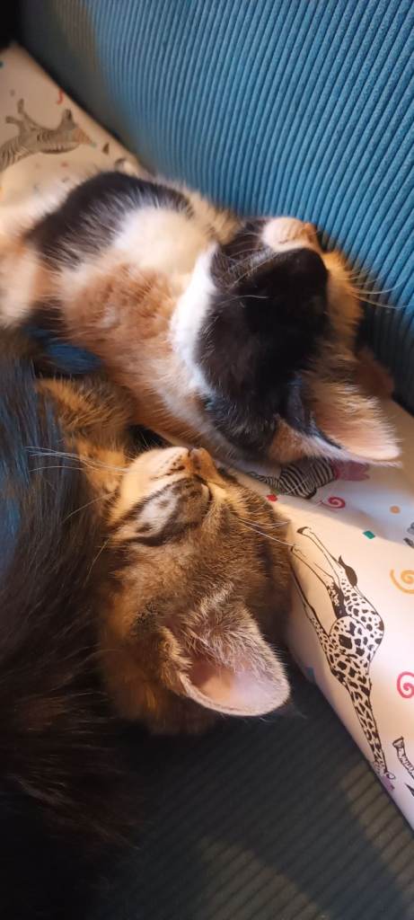 KITTENS READY IN ABOUT 2 WEEKS 