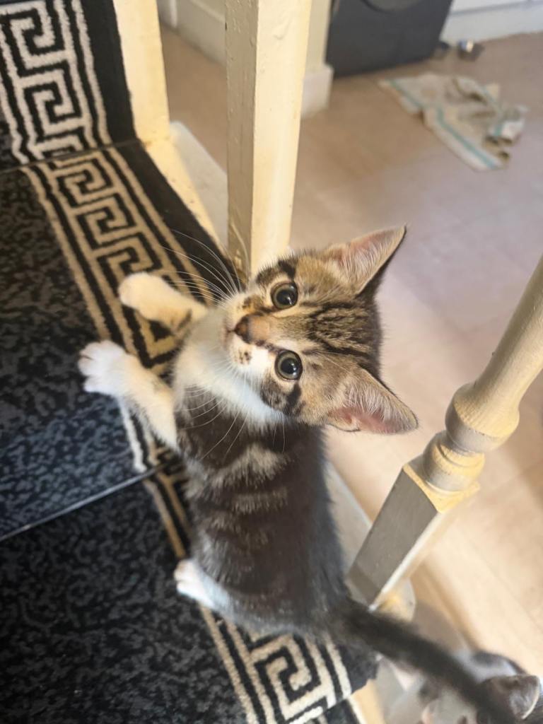 6 Tabby Kittens, 8 weeks old 