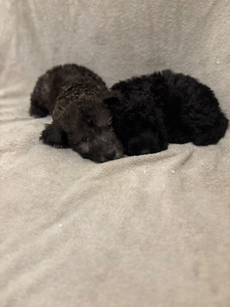 Male Bedlington Terrier Puppy