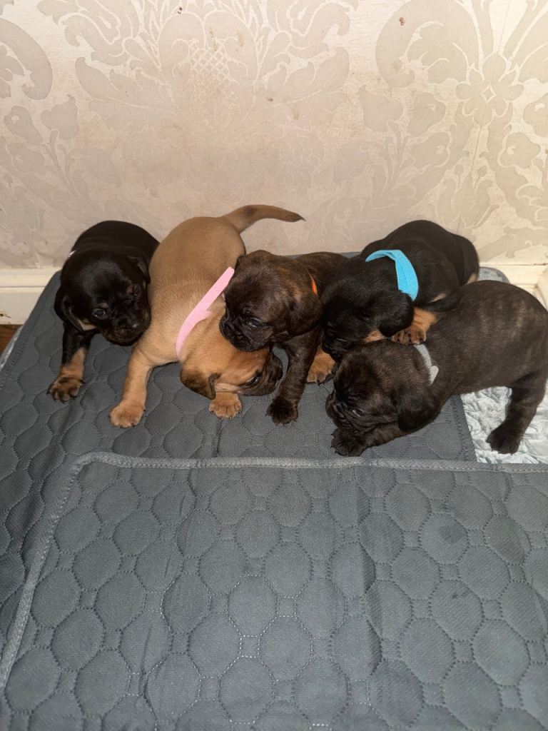 5 Beautiful French bulldog X 