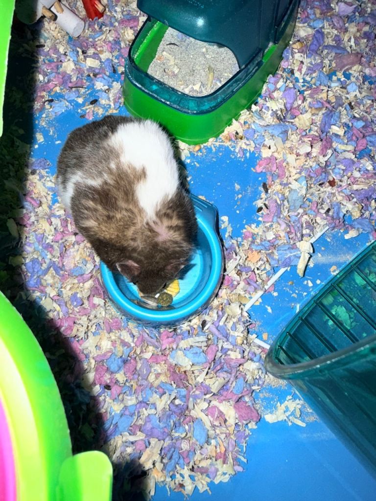 Male hamster 4 months old