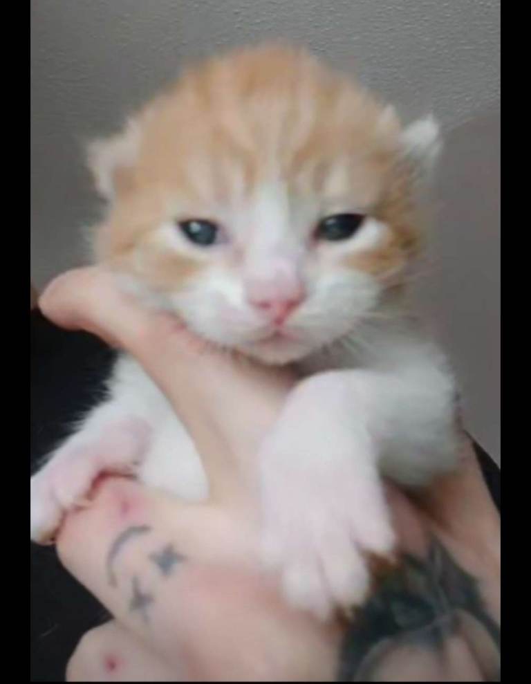 2 gorgeous male kittens available 