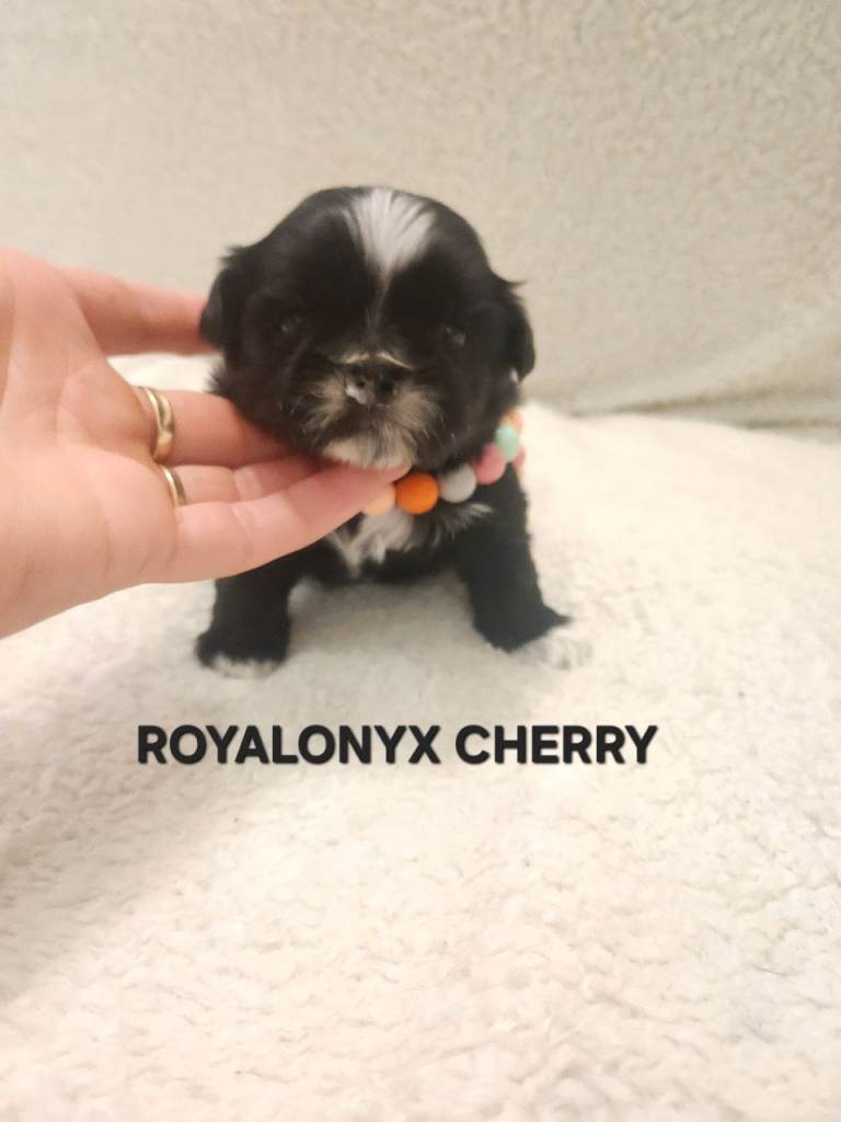 Kc shih tzu imperial line 