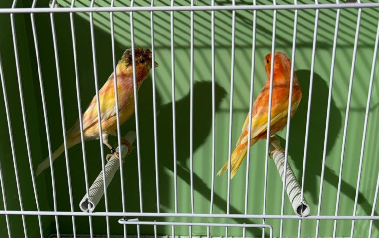 Beautiful Canaries for Sale