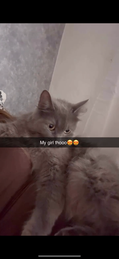 Kittens from rare mum hints of grey