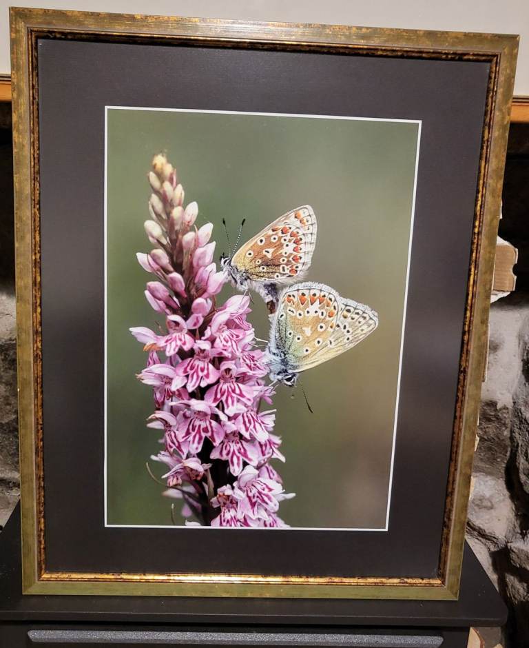Common Blue Butterfly Print - 43 x 53 inch Frame