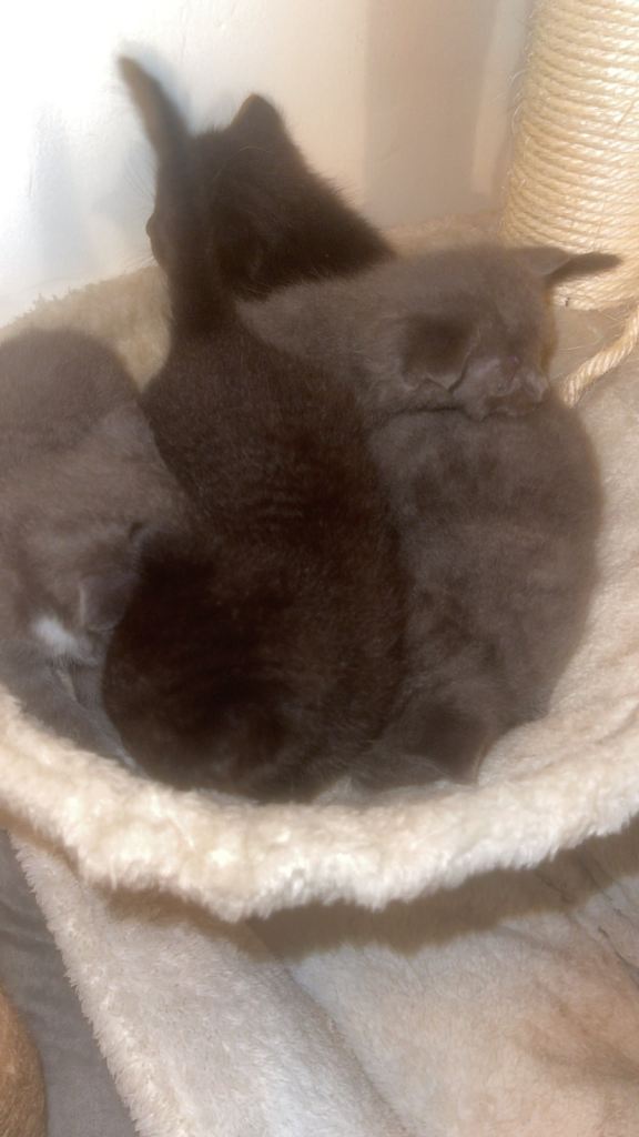 bengal x norwegian forest cat kittens
