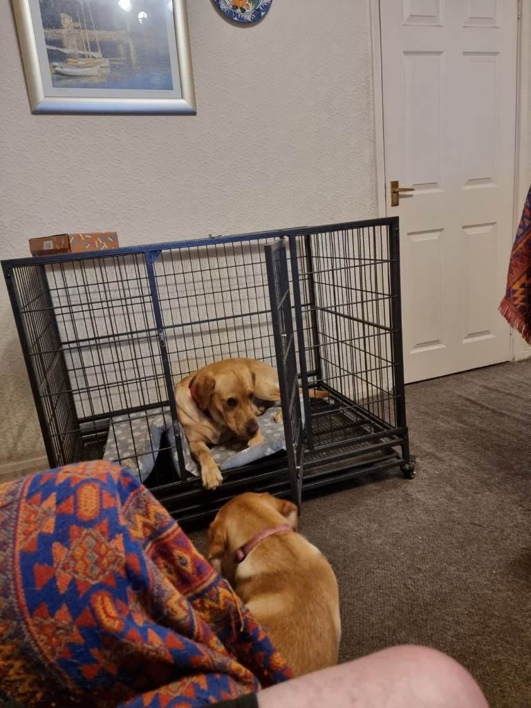 X2 dog cages