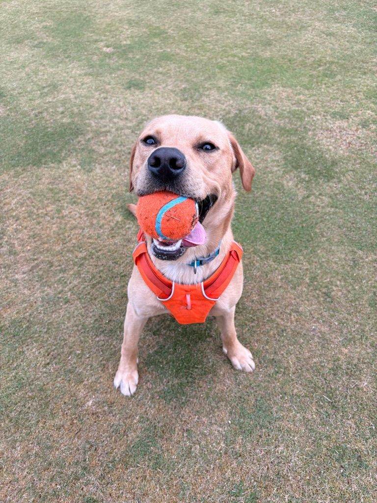 1.5 year old Labrador looking for forever home