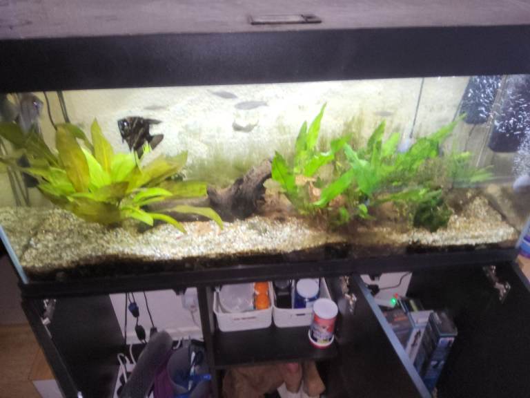 Well maintained excellent Aquarium for sale with many beautiful tropical fish.