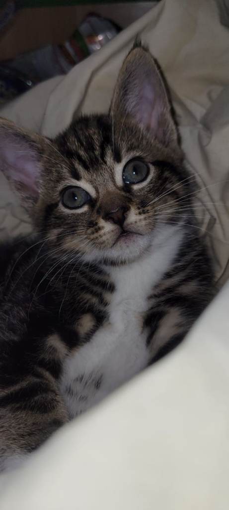 Adorable Bengal Cross Kittens – Flead, Wormed & Litter Trained