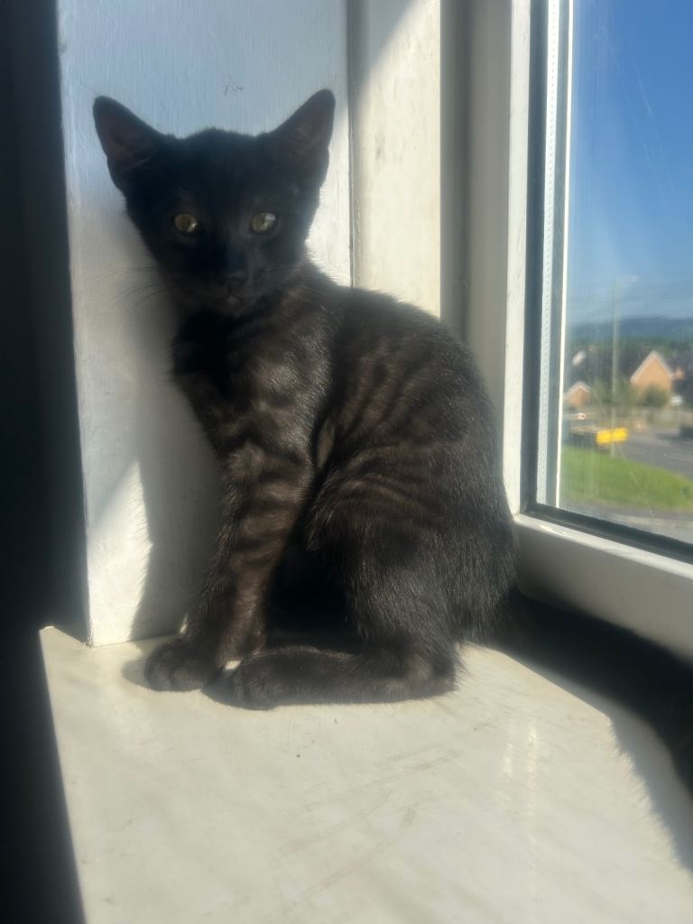 Beautiful Kittens for sale. 