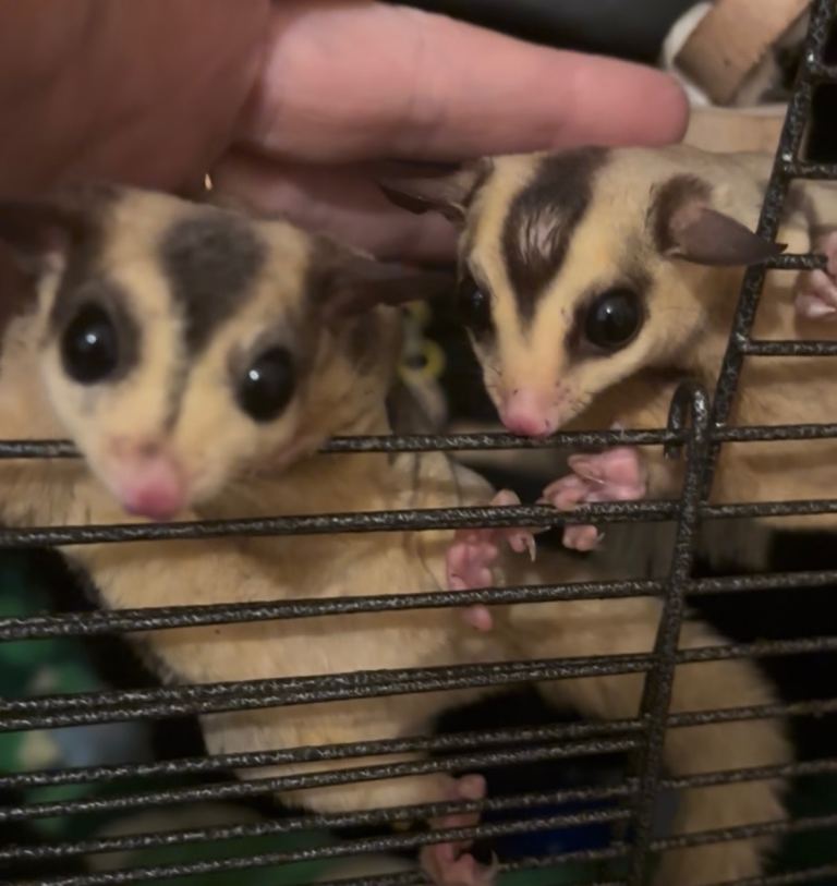 3x male sugar gliders with cage and accessories 