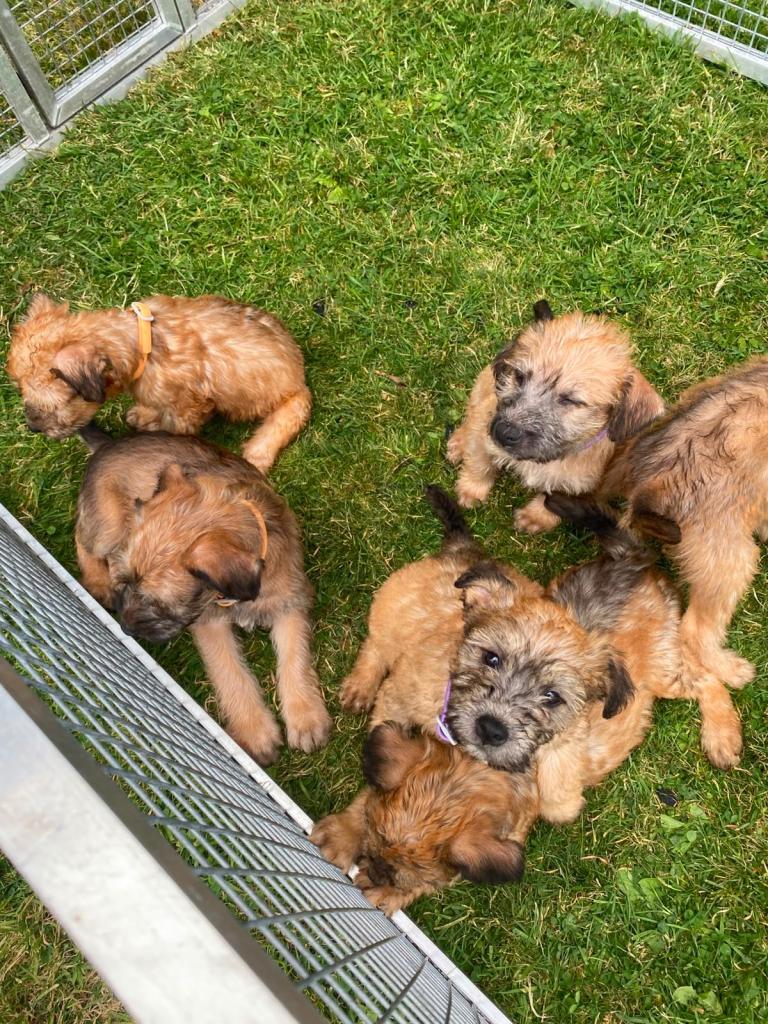 Irish Wheaten pups