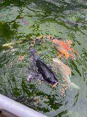 Koi Large Common carp