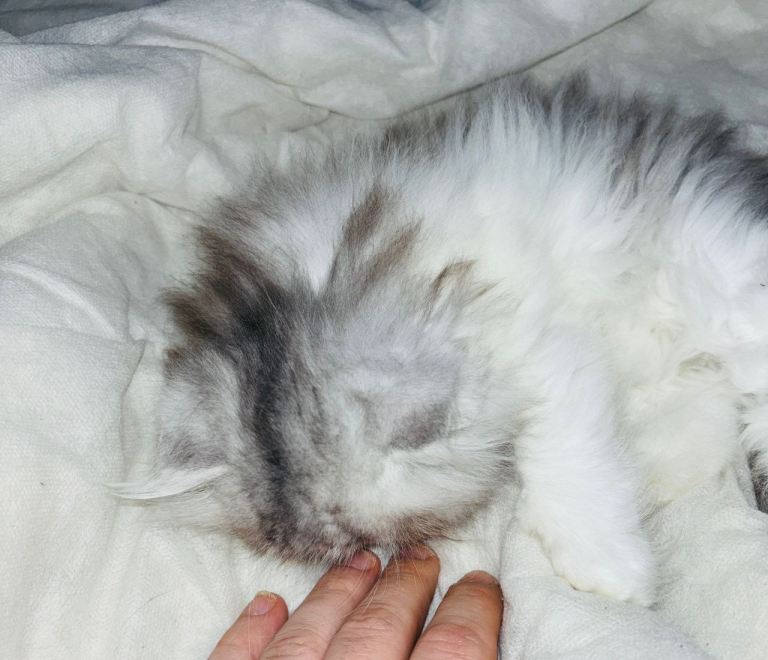 Beautiful female Persian kitten