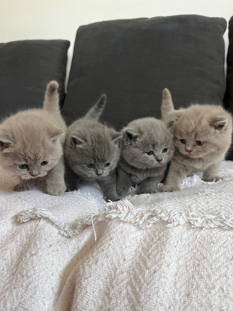 British short hair kittens
