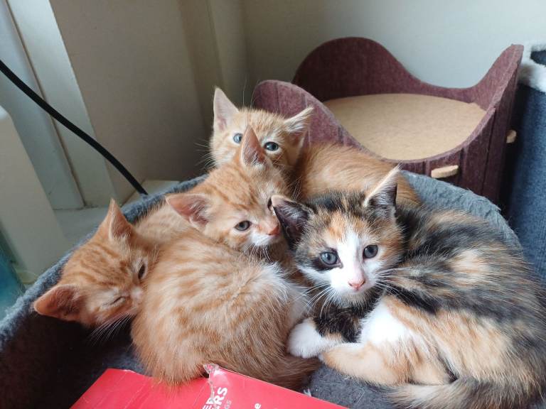 4 beautiful playful kittens