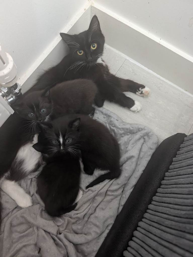 3  boys for sale
