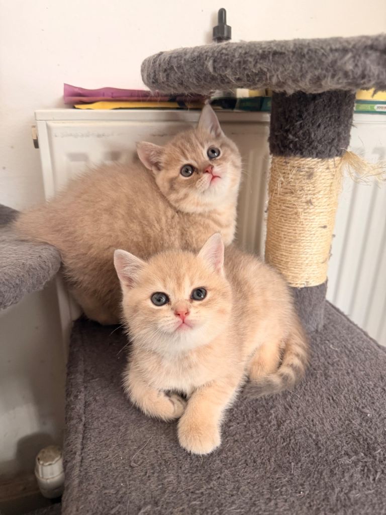 🐾 British Shorthair Kittens Looking for Loving Homes
