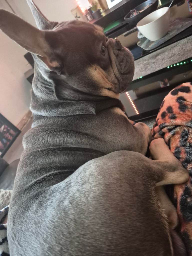 French Bulldog [reserved]