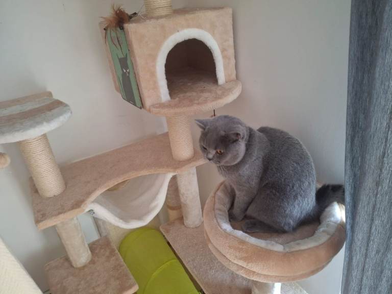 10mth British shorthair