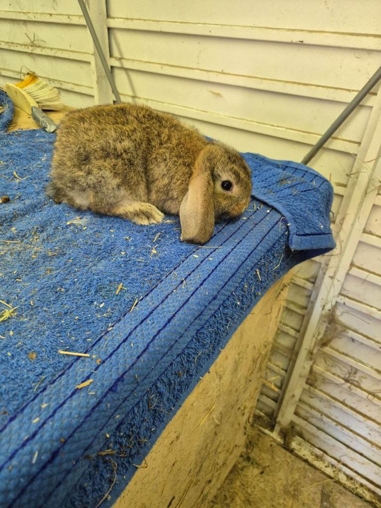 Baby lops