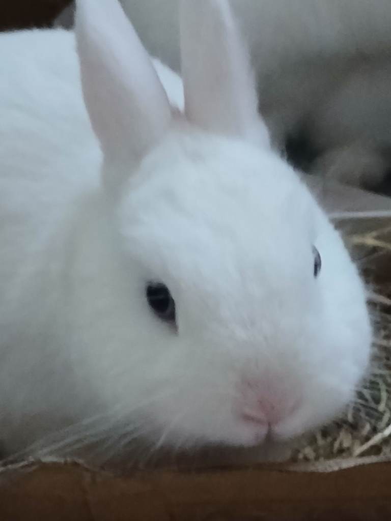 Beautiful bunnys  Rabbits 