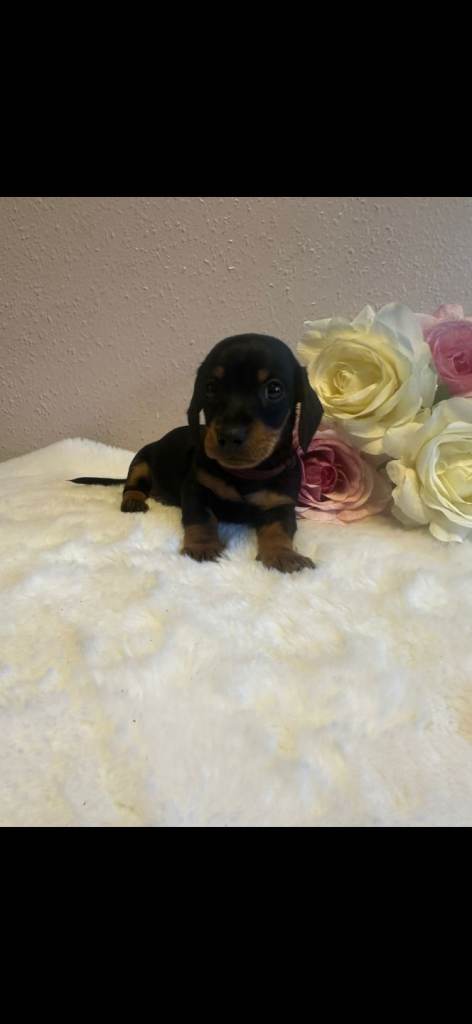 pedigree miniature dachshunds