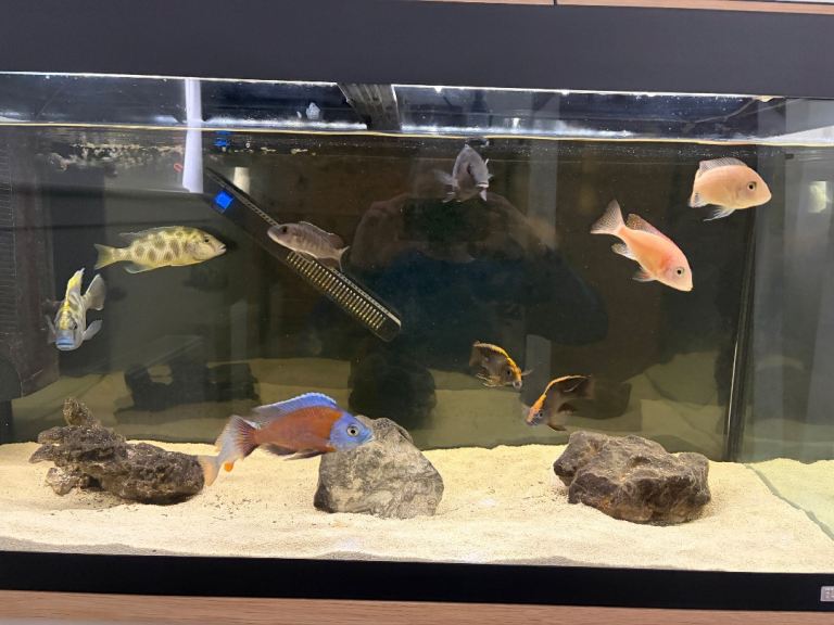 African Cichlids 
