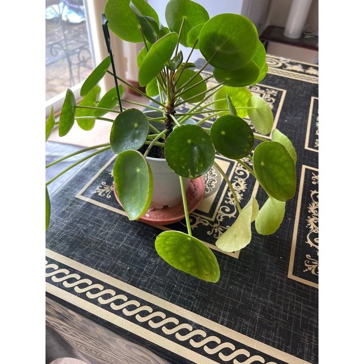 A well nourished and healthy Chinese Money Plant.