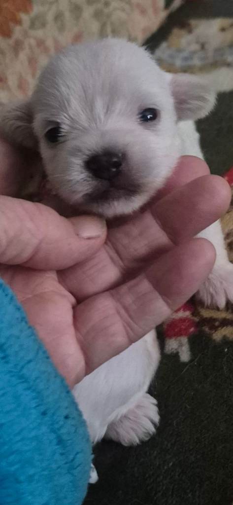 I have litter 6 pups morkie x maltese 