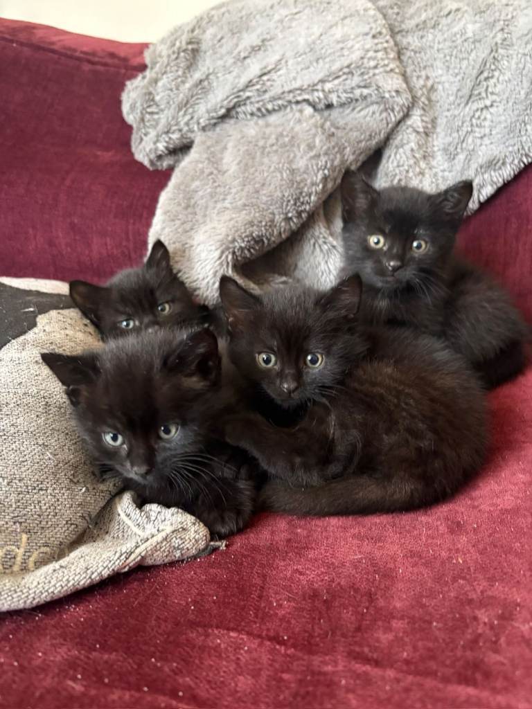 Beautiful black and ginger coloured kittens