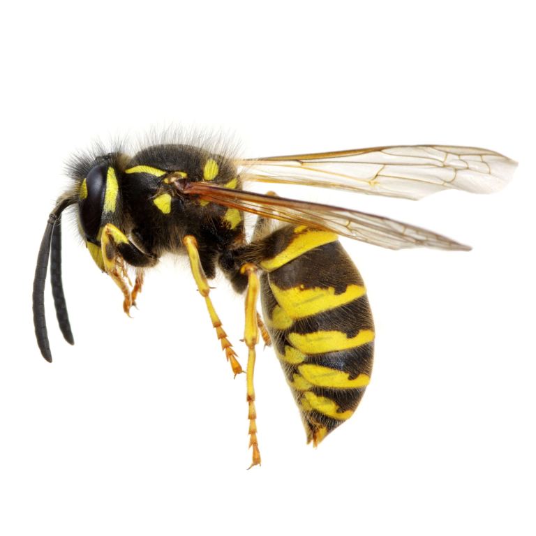 Wasps nests destroyed Pest Control 