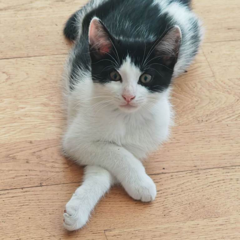 Amazingly Beautiful and Clever Kitty looking for a new forever home