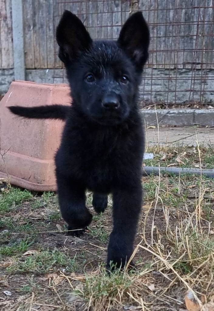 German Shepherd Puppies 