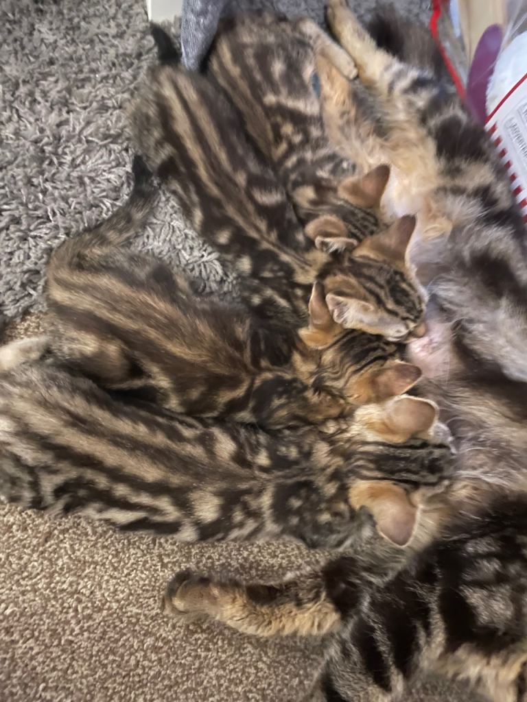 Bengal kittens