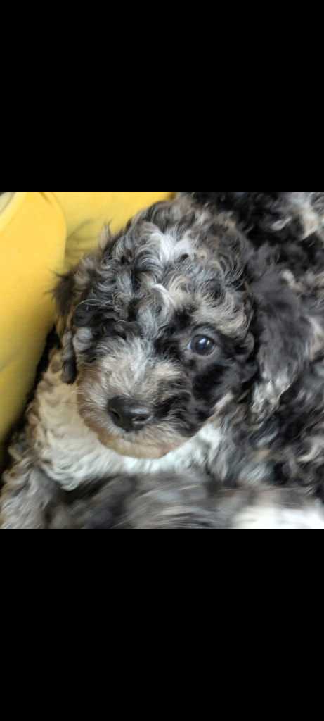 Miniature Poodle Puppies (Blue Merl & Black)