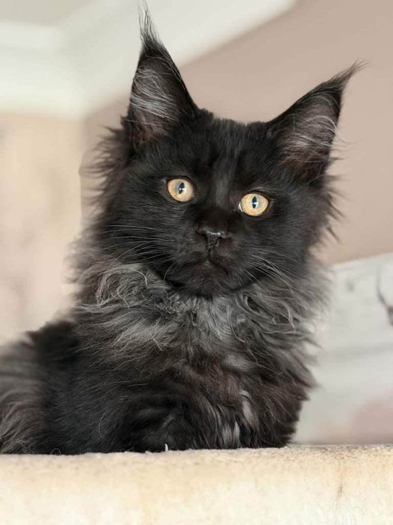 Black smoke male Maine Coon Kittens – Exceptional Russian Lines – Active TICA Registered ✨