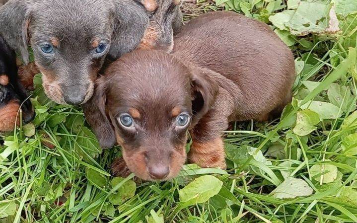 Miniature Dachshund ready now 