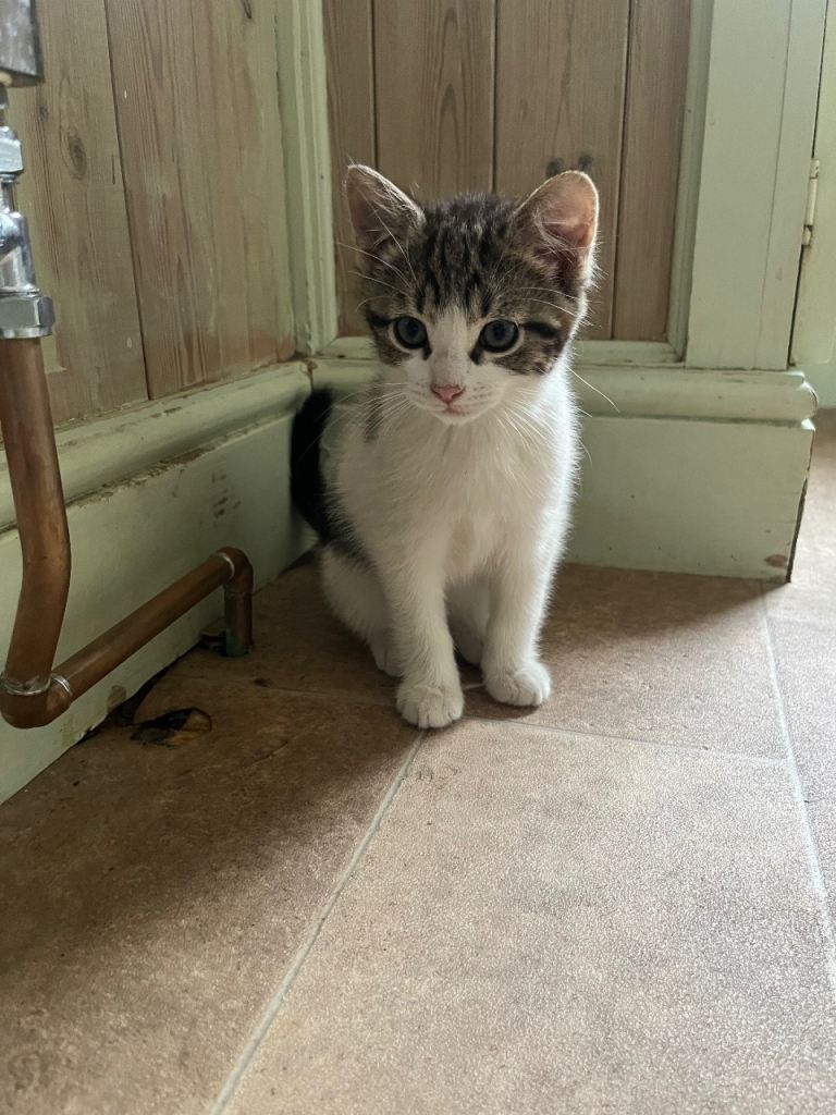 Adorable kittens for sale 